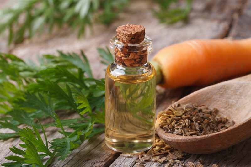 carrot-seed-oil