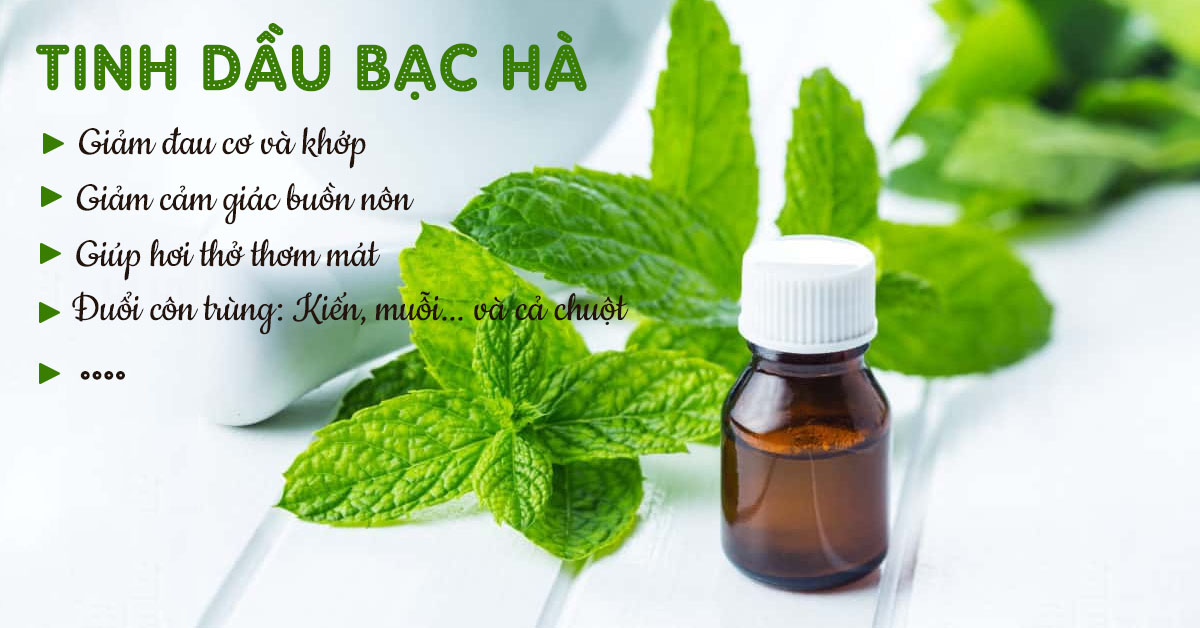 Tinh dầu bạc hà là gì?